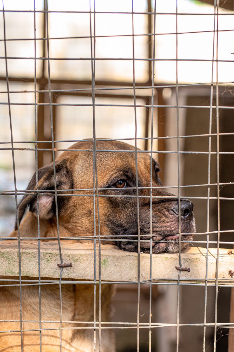 Estudio de Abandono 2026: 285.000 perros y gatos en España