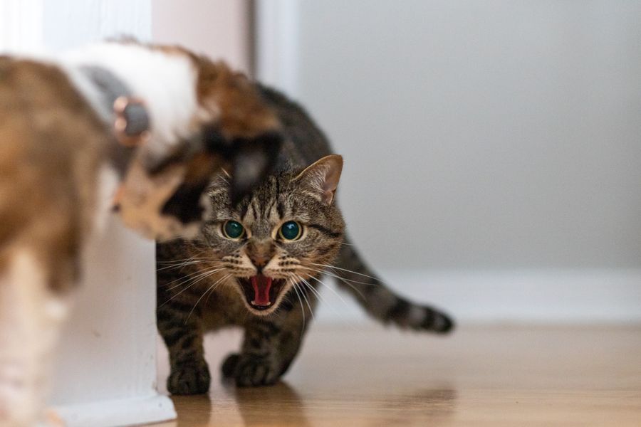 Gato agresivo: la ciencia señala genes y crianza