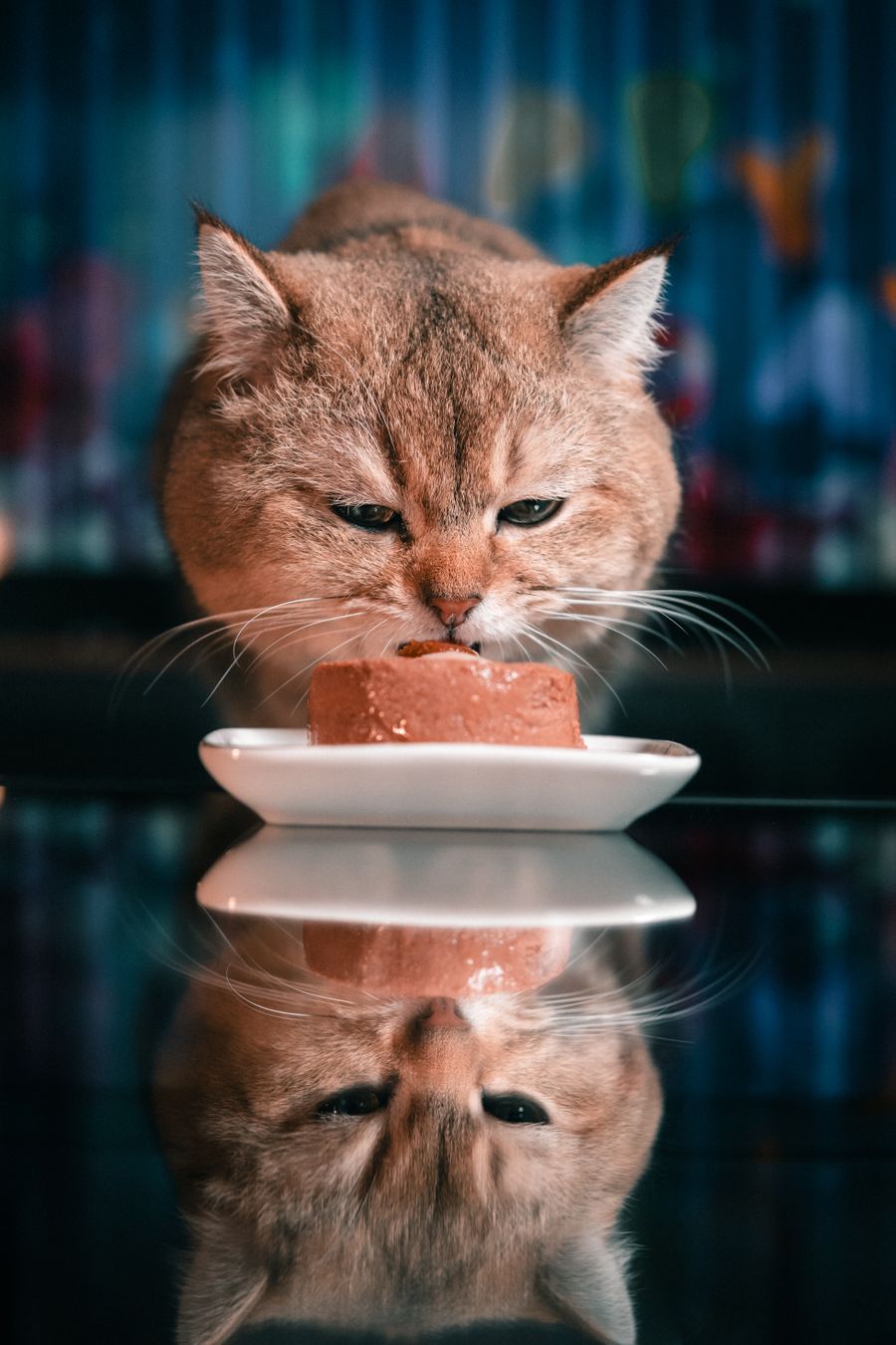 Proteína del alimento húmedo para gatos: ojo a la etiqueta
