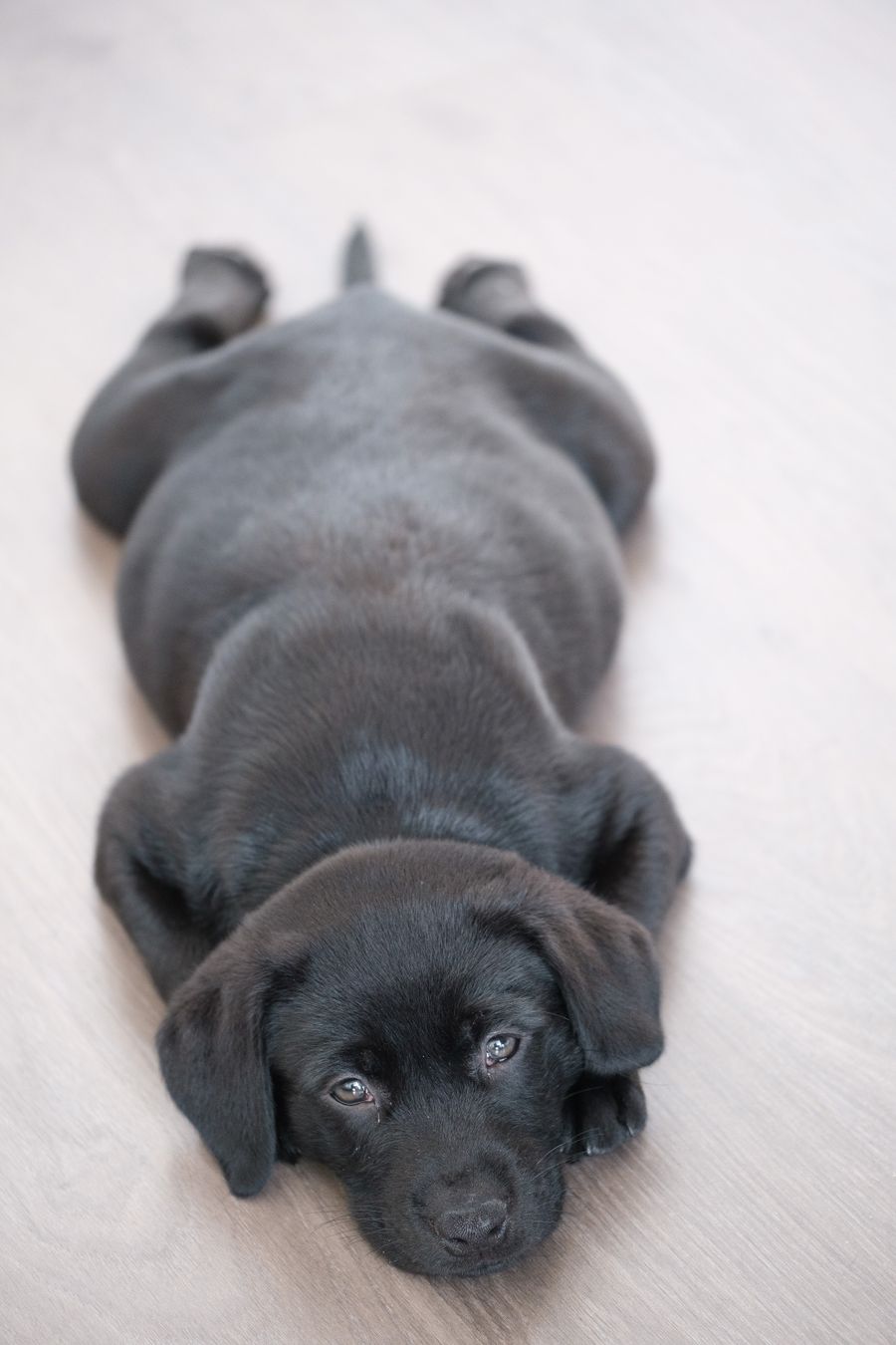 Cachorros de criadero: los problemas no desaparecen en casa