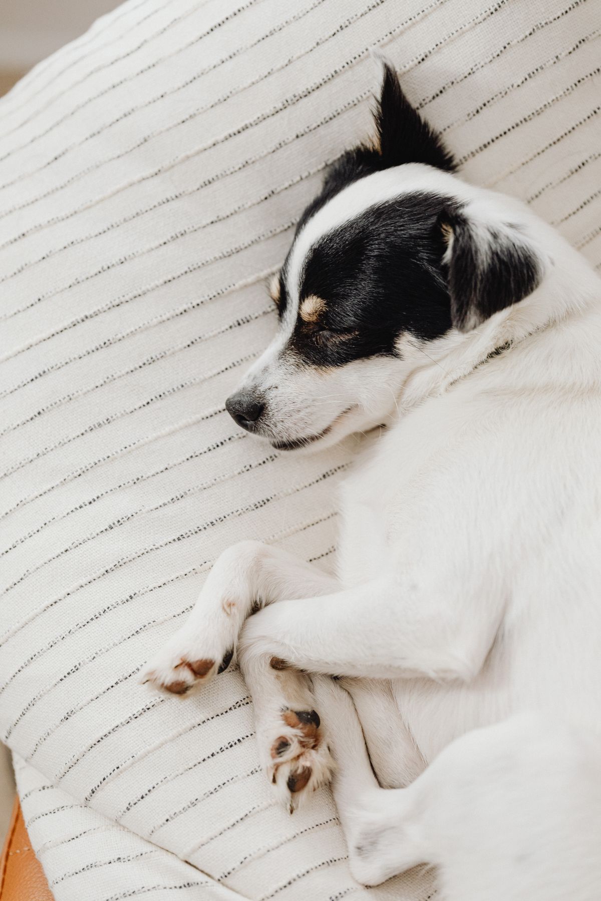 Cada cuánto bañar a un perro según su pelo