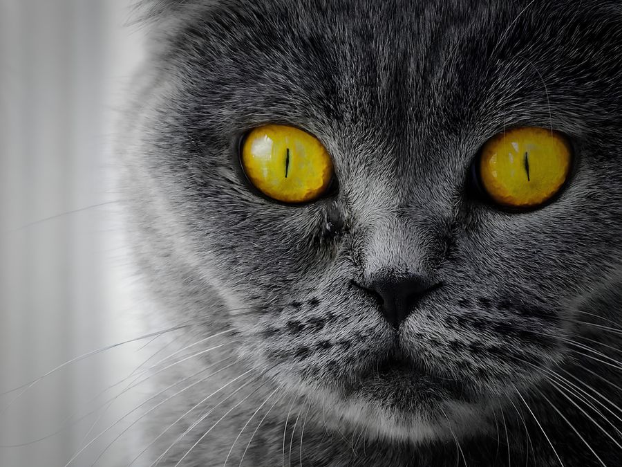 Estudio en Science: el cáncer felino comparte genes humanos