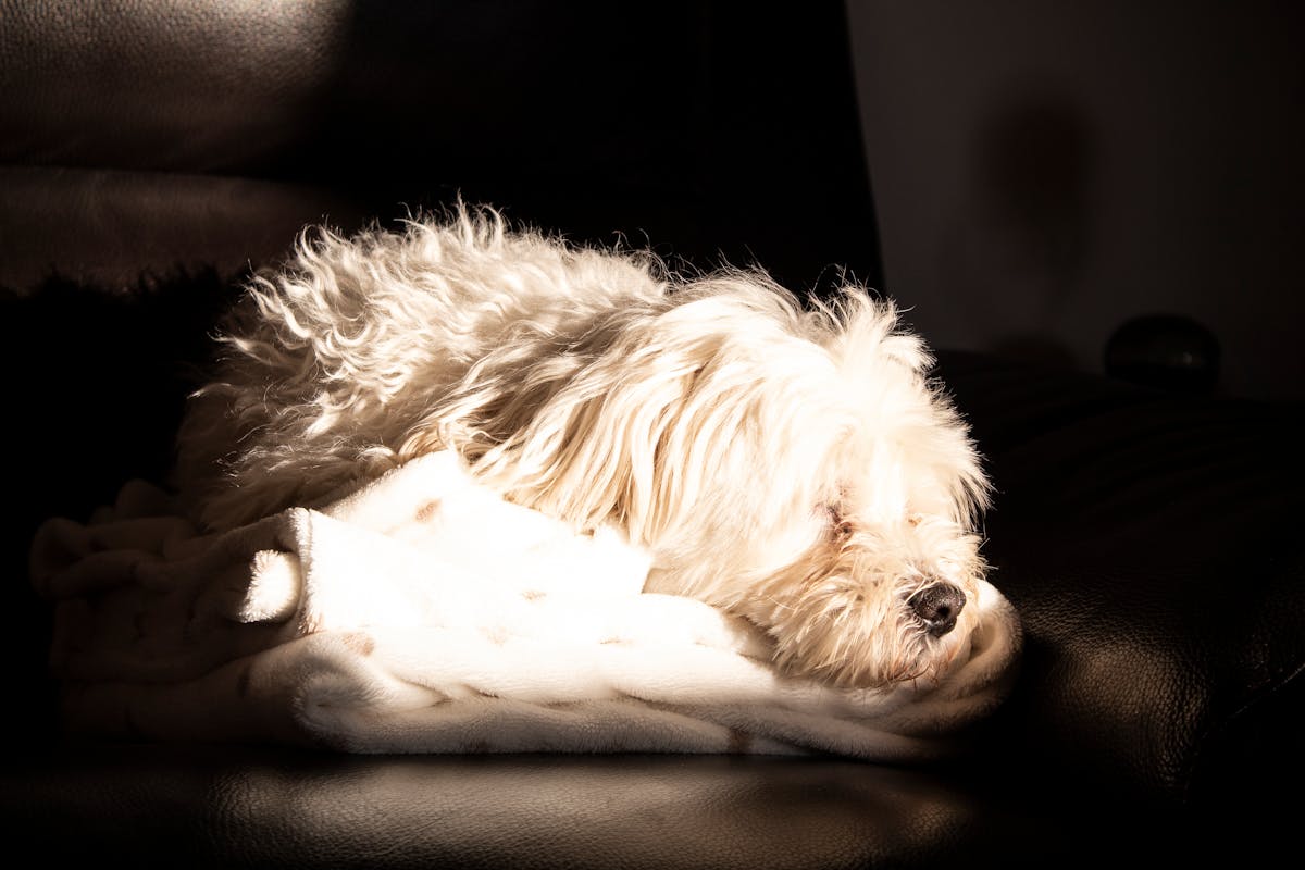 Cuánto duermen perros y gatos y cómo mejorar su sueño