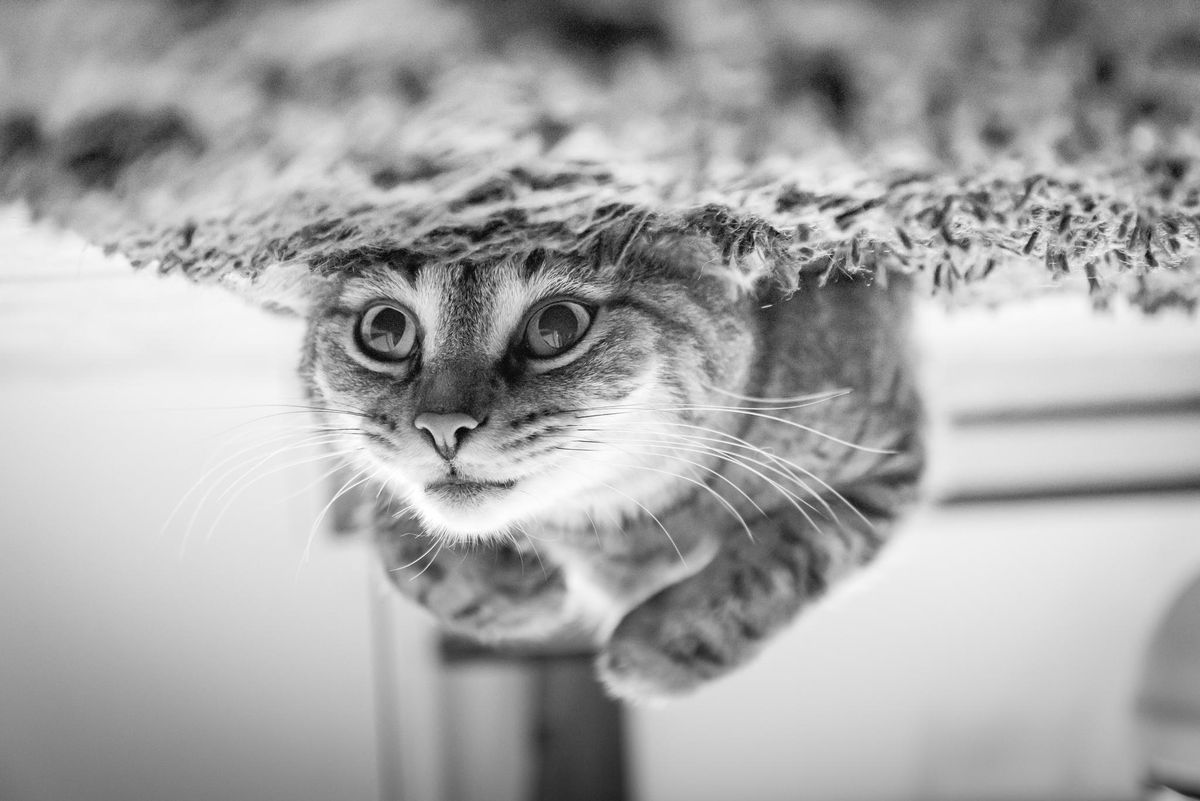Por qué los gatos son tan vulnerables al riñón: lo que revela la ciencia