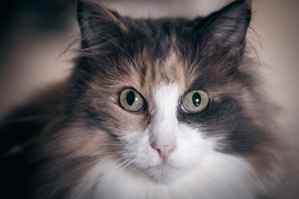 Los tres signos de estrés en gatos que los veterinarios siempre detectan
