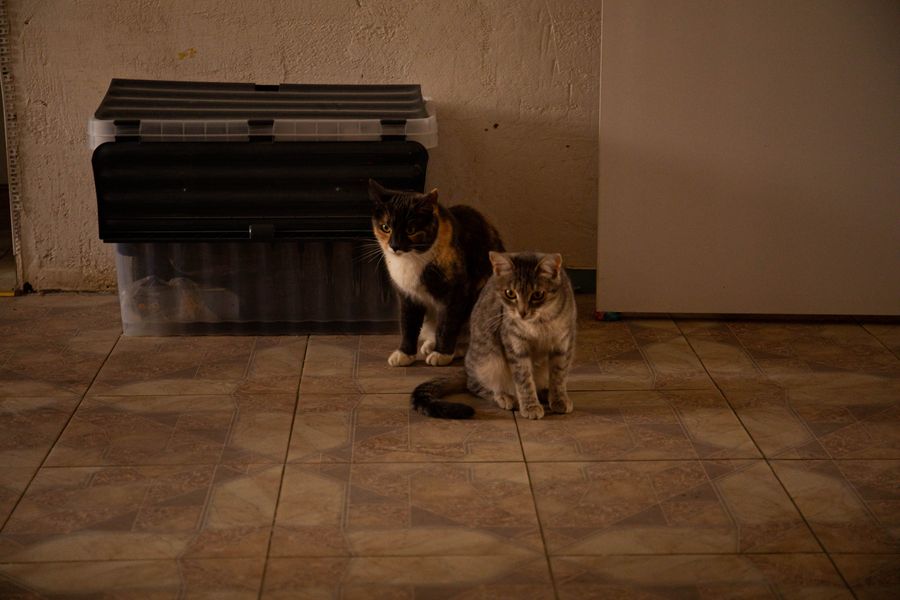 El mito del gato alfa: por qué pelean tus gatos por recursos