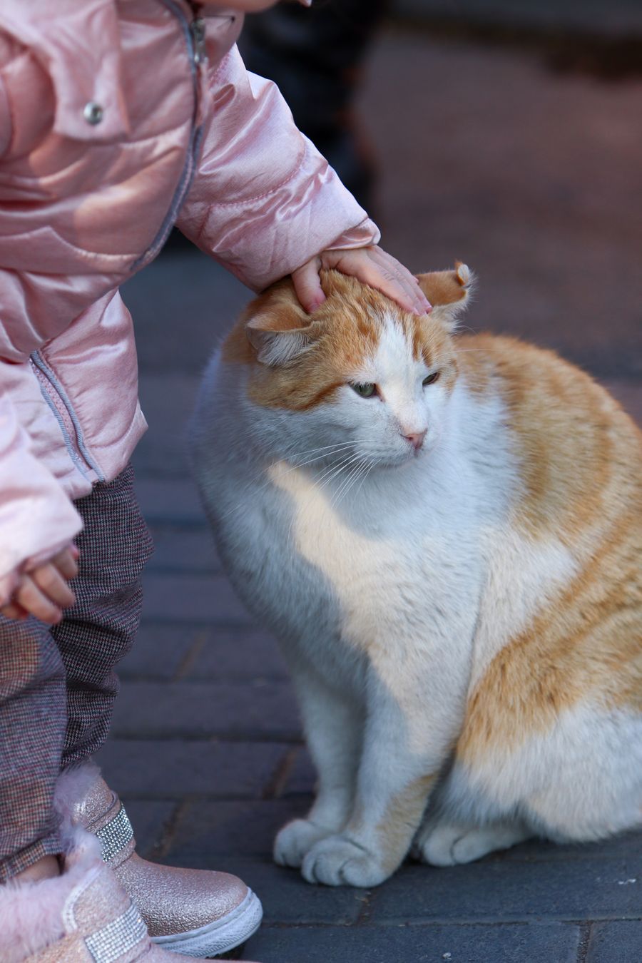 Enseñar trucos al gato ayuda a niños con discapacidad