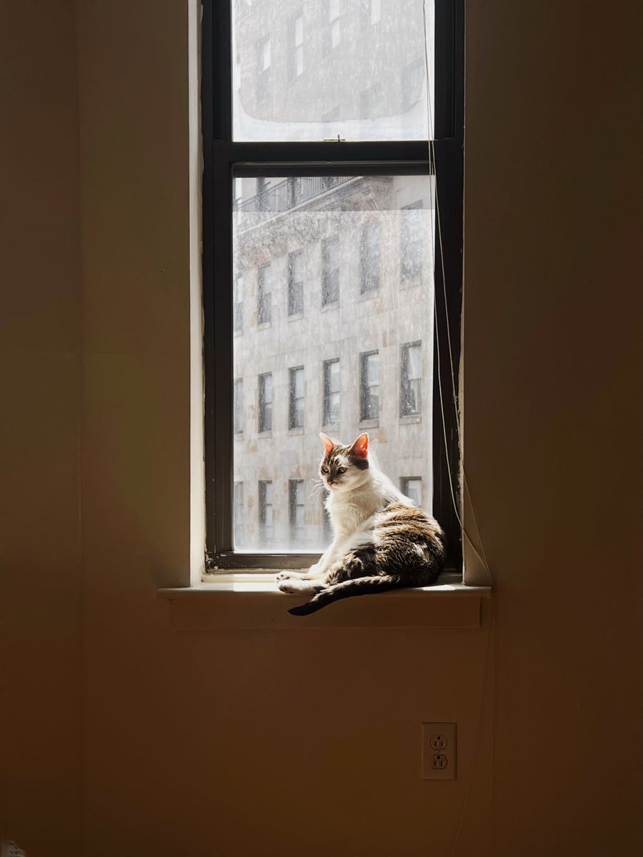 La paradoja felina: gatos, felicidad y un parásito oculto