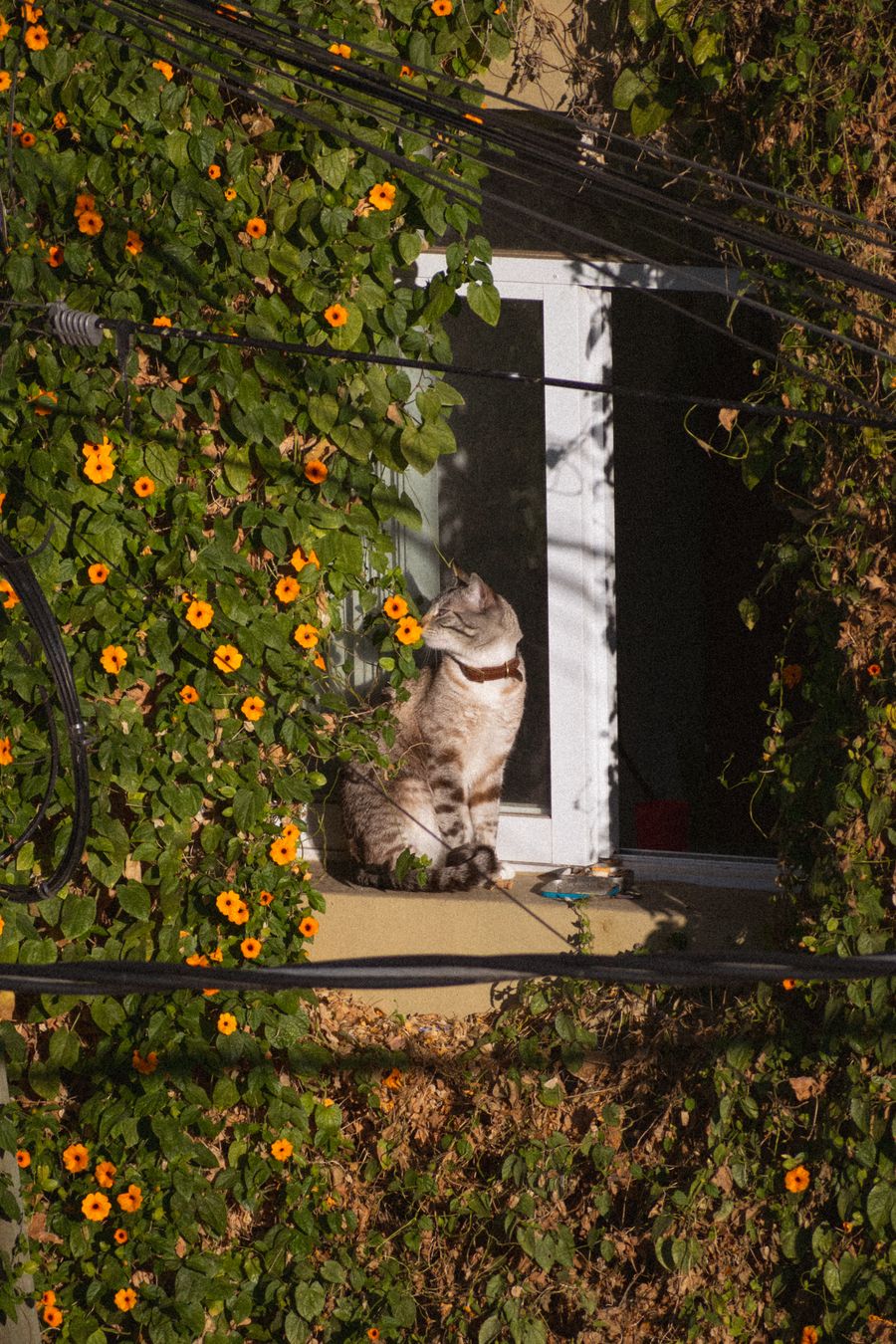 Gatos de interior vs. calle: hasta 3 años más de vida