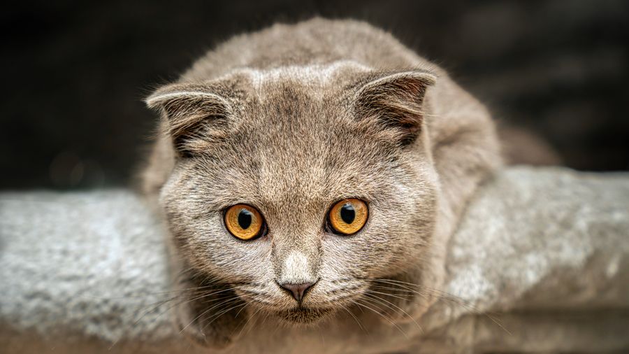 Tu gato no distingue si ríes, lloras o gritas, según un estudio