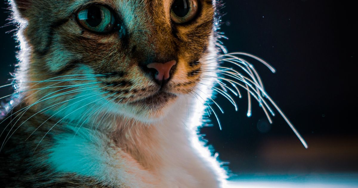 Mejores fuentes de agua para gatos en 2026: comparativa real