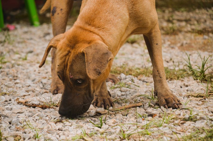 Perro con hambre: más falsas alertas al oler, según estudio