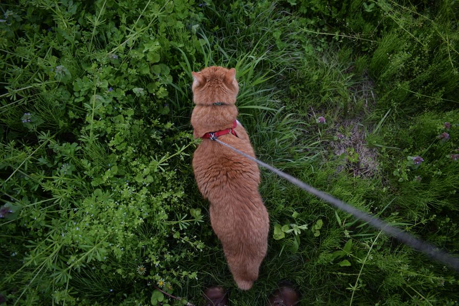 Tu gato caza más de lo que crees: lo dice la ciencia