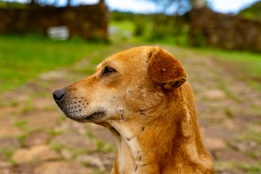 Cuánto vive tu perro según su raza, sexo y tamaño