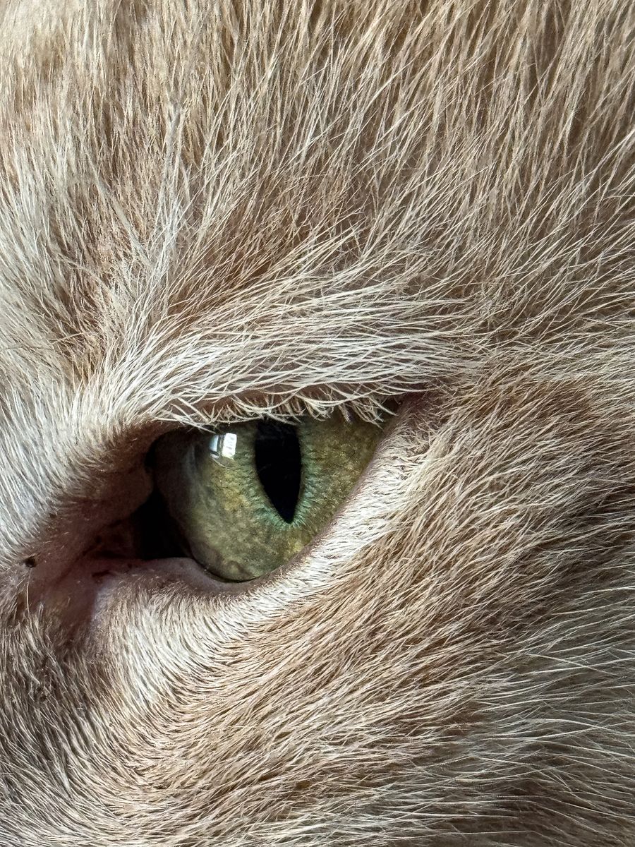 Manchas negras en la córnea del gato: qué halla la ciencia