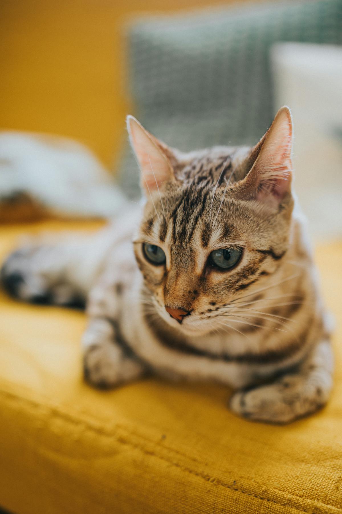 Mejores areneros autolimpiables para gatos 2026