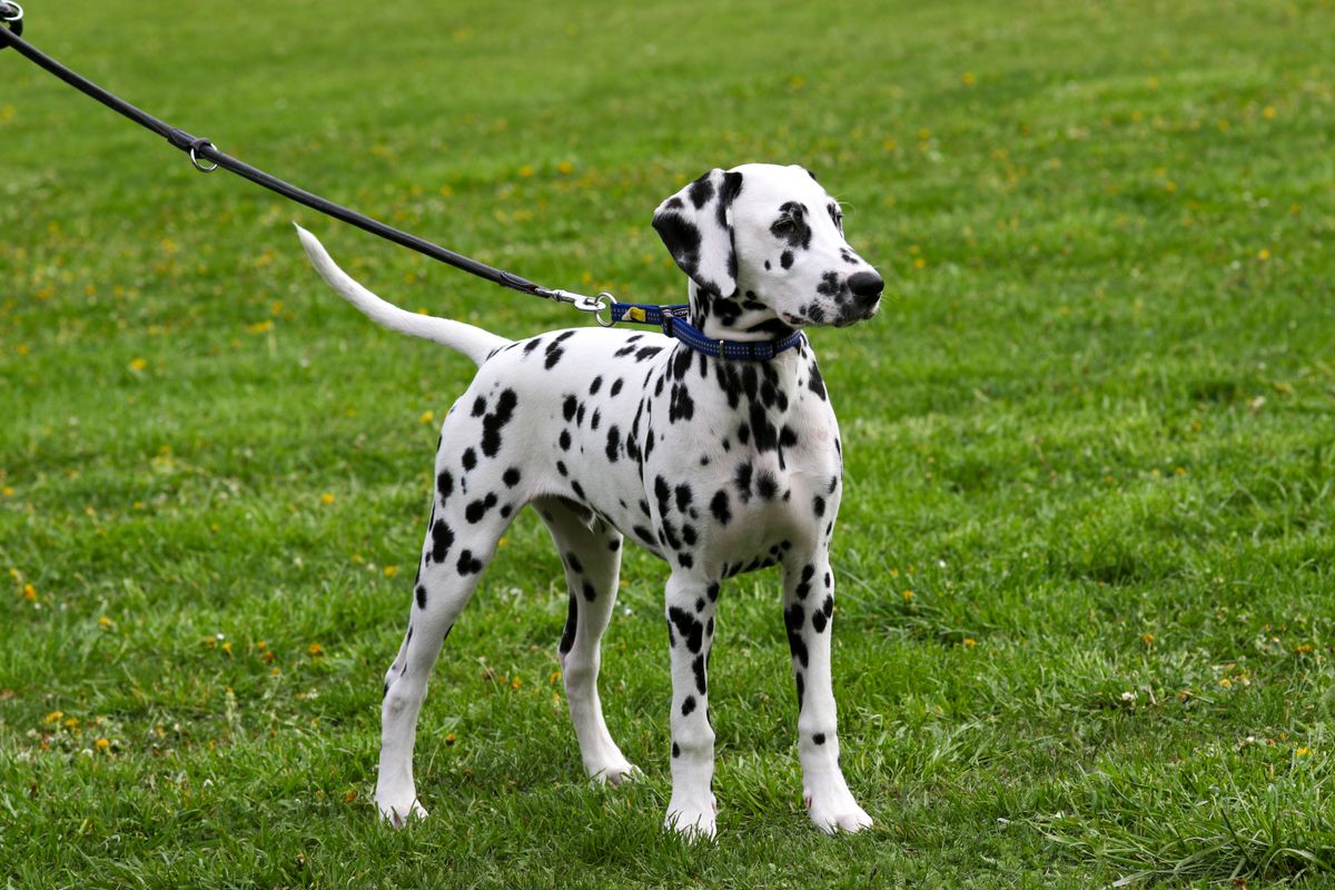 Mejores arneses antitirones para perros en 2026: comparativa real