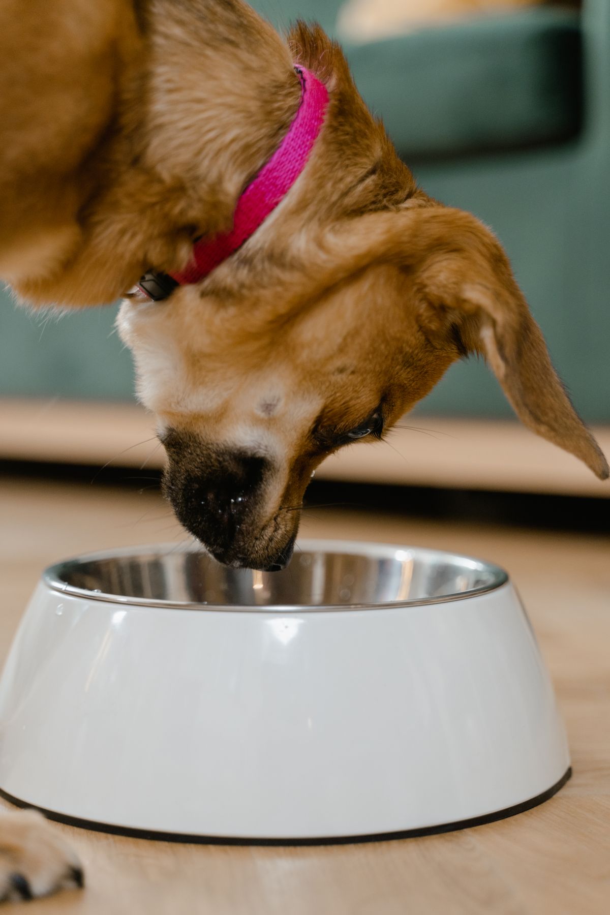 Mejores comederos automáticos para perros y gatos en 2026