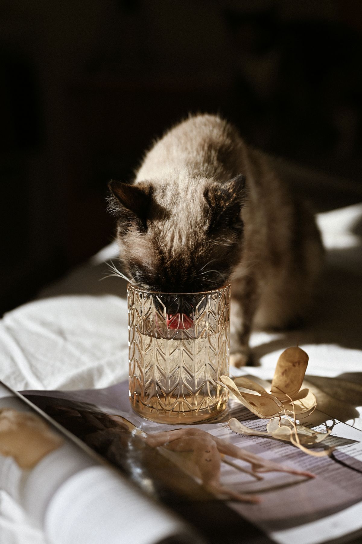 Mejores fuentes de agua para gatos en 2026: comparativa real