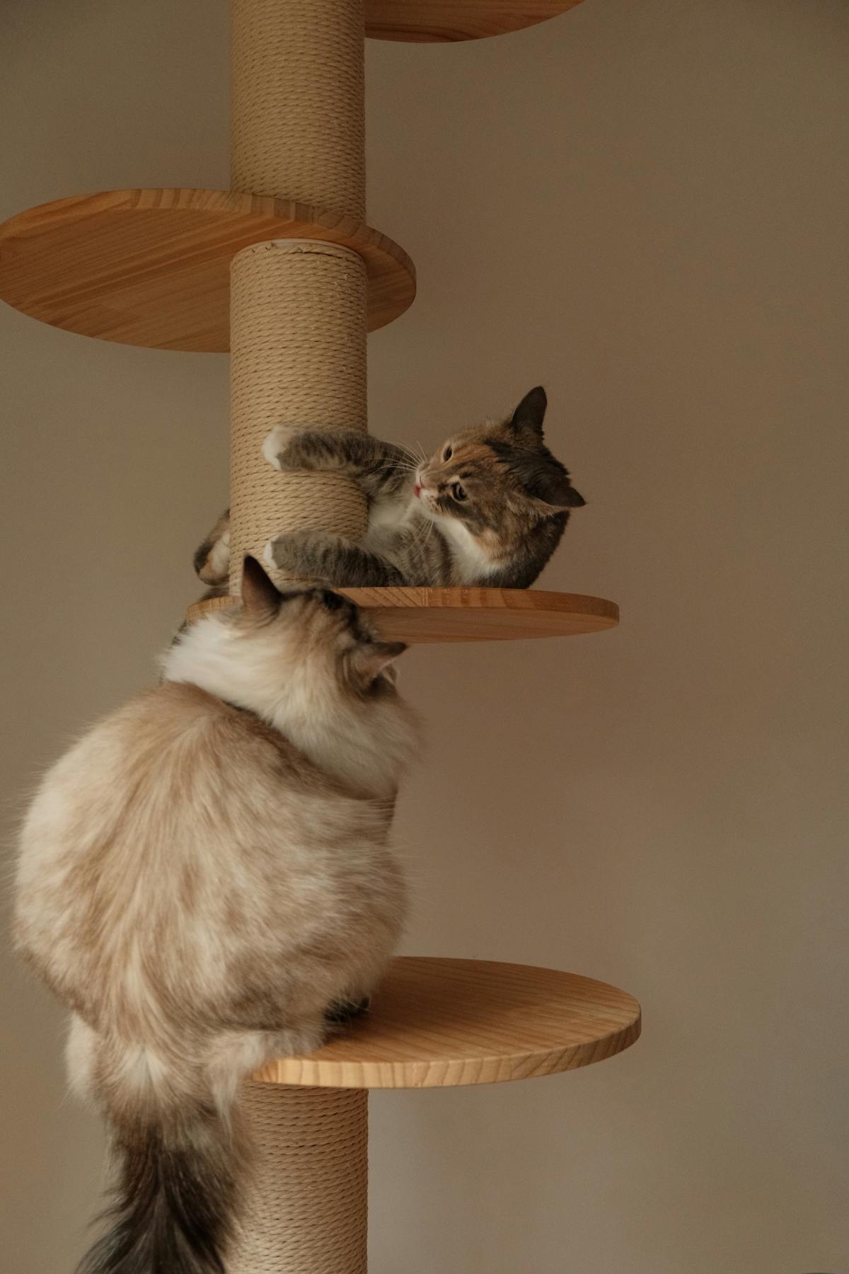 Mejores rascadores para gatos en 2026: torres y árboles comparados