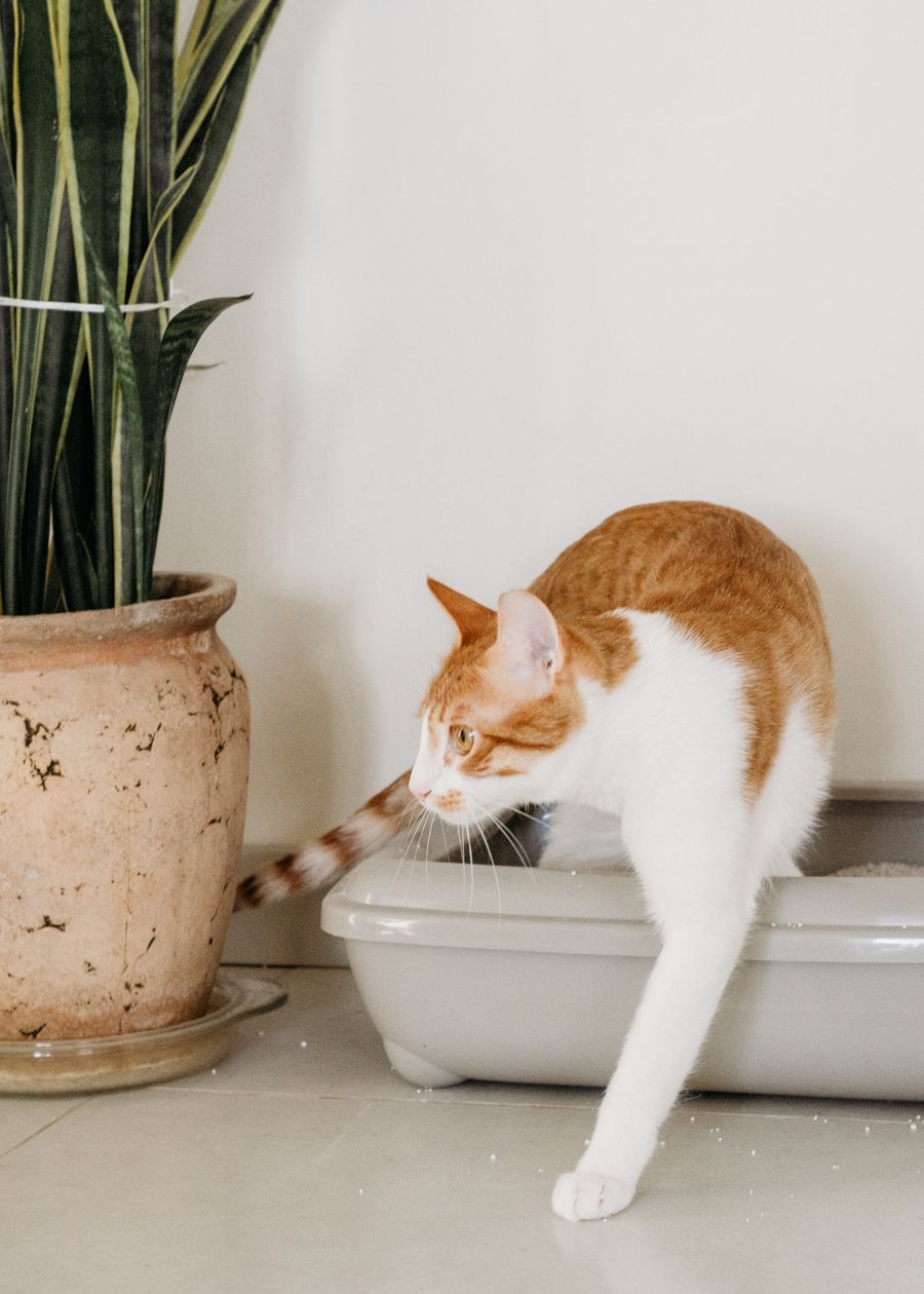 El arenero inteligente que vigila el riñón de tu gato