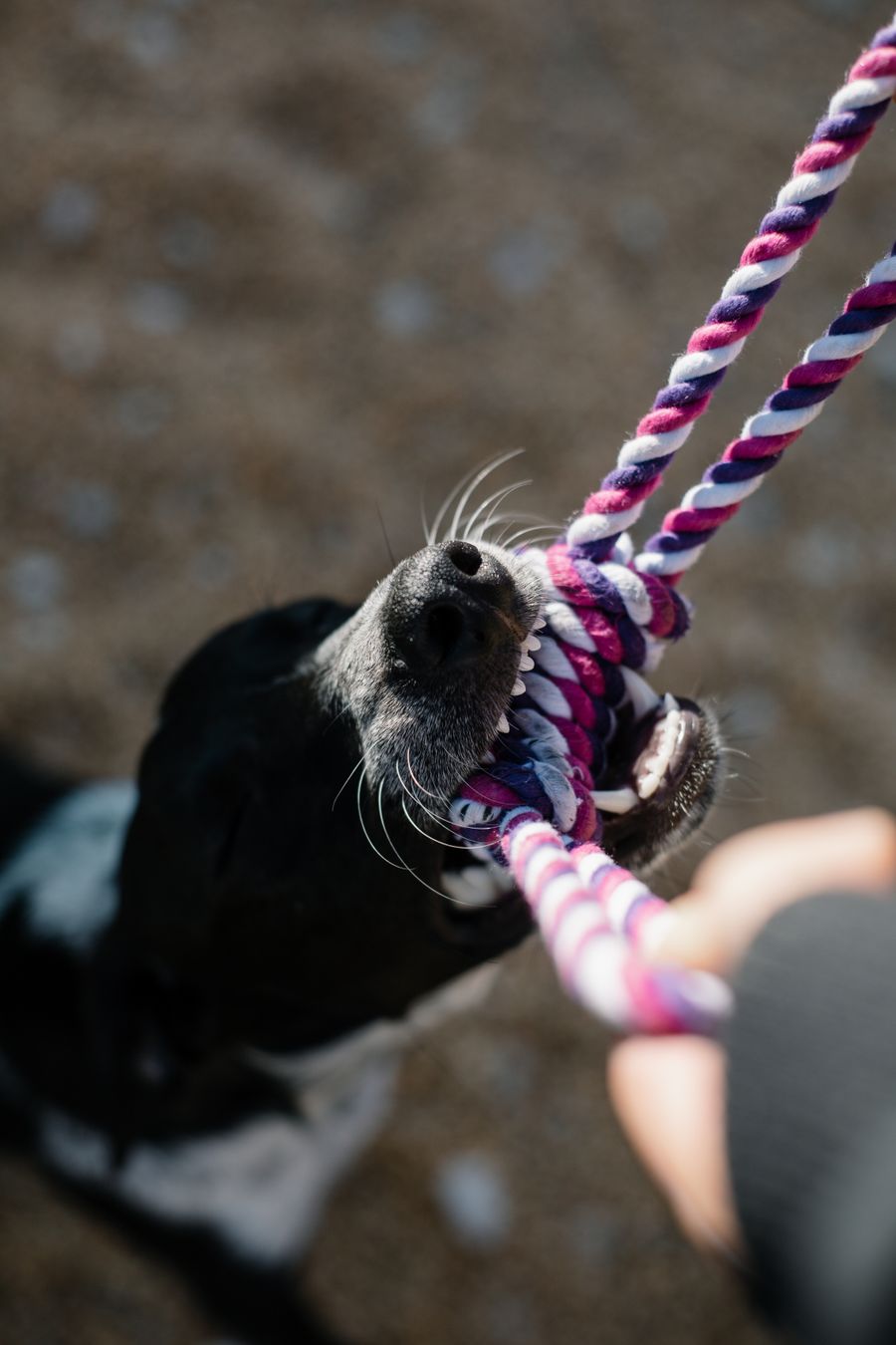 Morder y roer: la necesidad biológica de tu perro