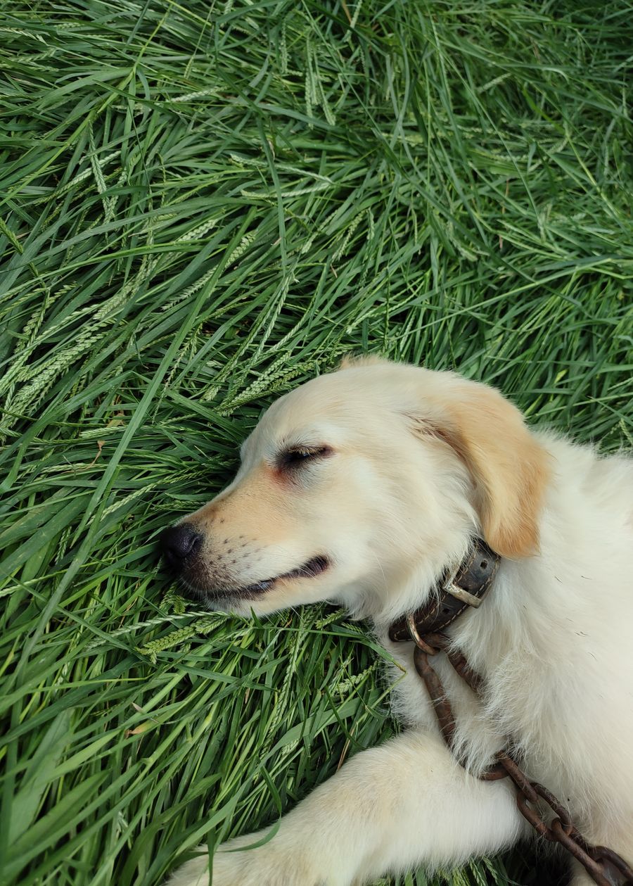 El sobrepeso en tu perro también podría afectar a su cerebro