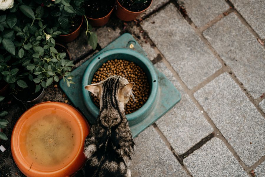 Por qué tu gato deja la comida sin terminar: la ciencia tiene la respuesta