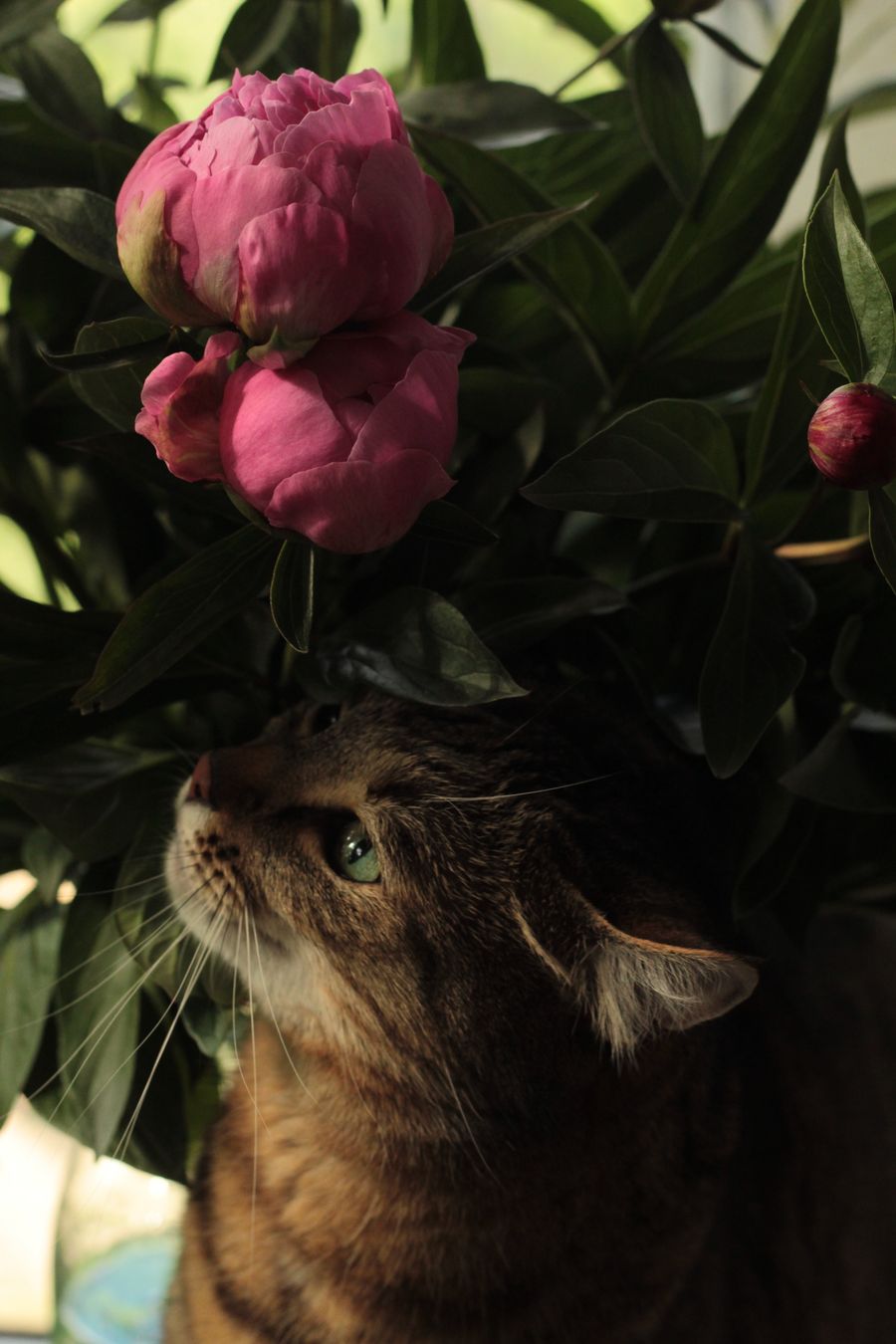 La orina de tu gato tiene su propia firma química