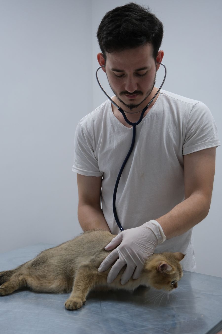 Hallan en sangre un marcador de la artritis silenciosa del gato
