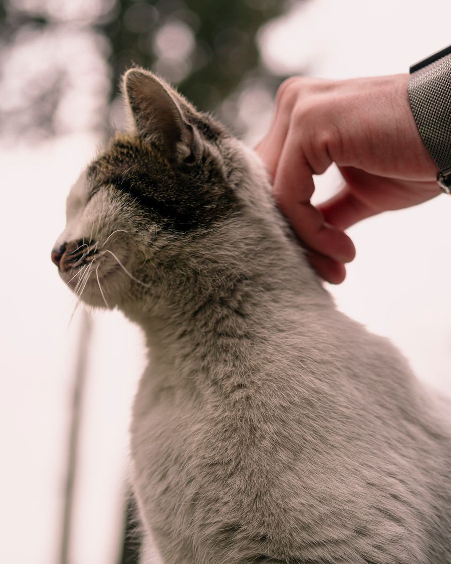 Tu gato se relaja solo si es él quien busca la caricia