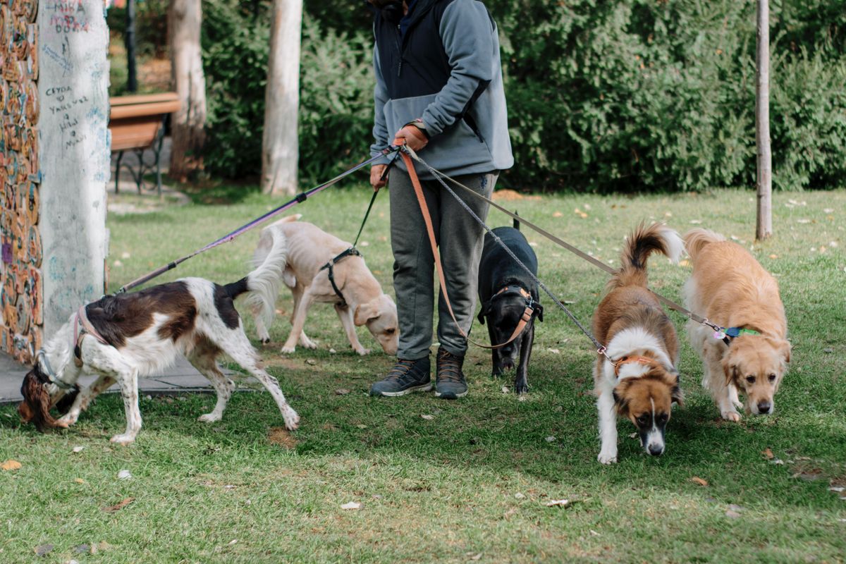 La conexión social alarga la vida de los perros, según la ciencia