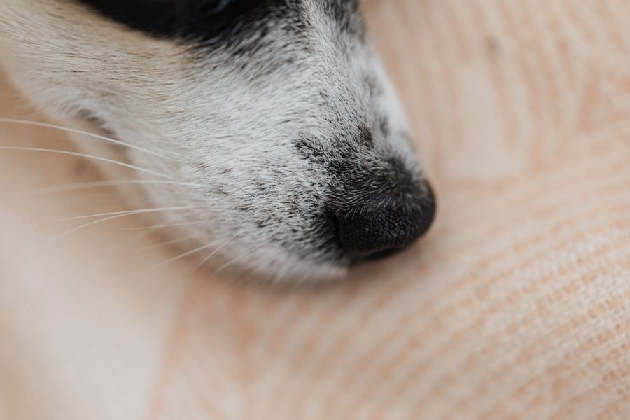 Perros entrenados detectan hemangiosarcoma en otros perros