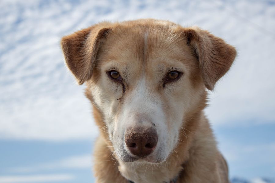 Tu perro nota tu tristeza o enfado, según su cerebro