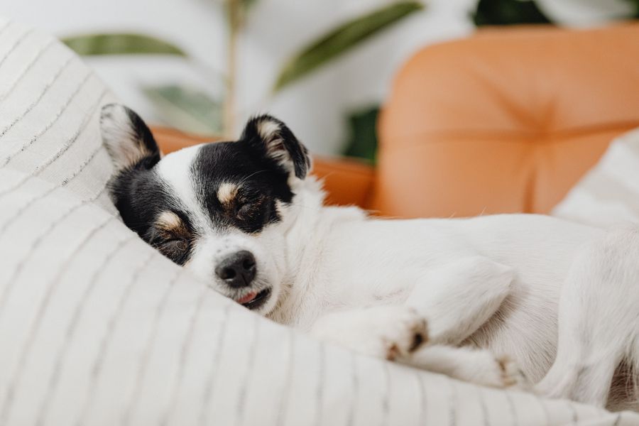 Perros que duermen menos de 14 horas: más miedo y ansiedad