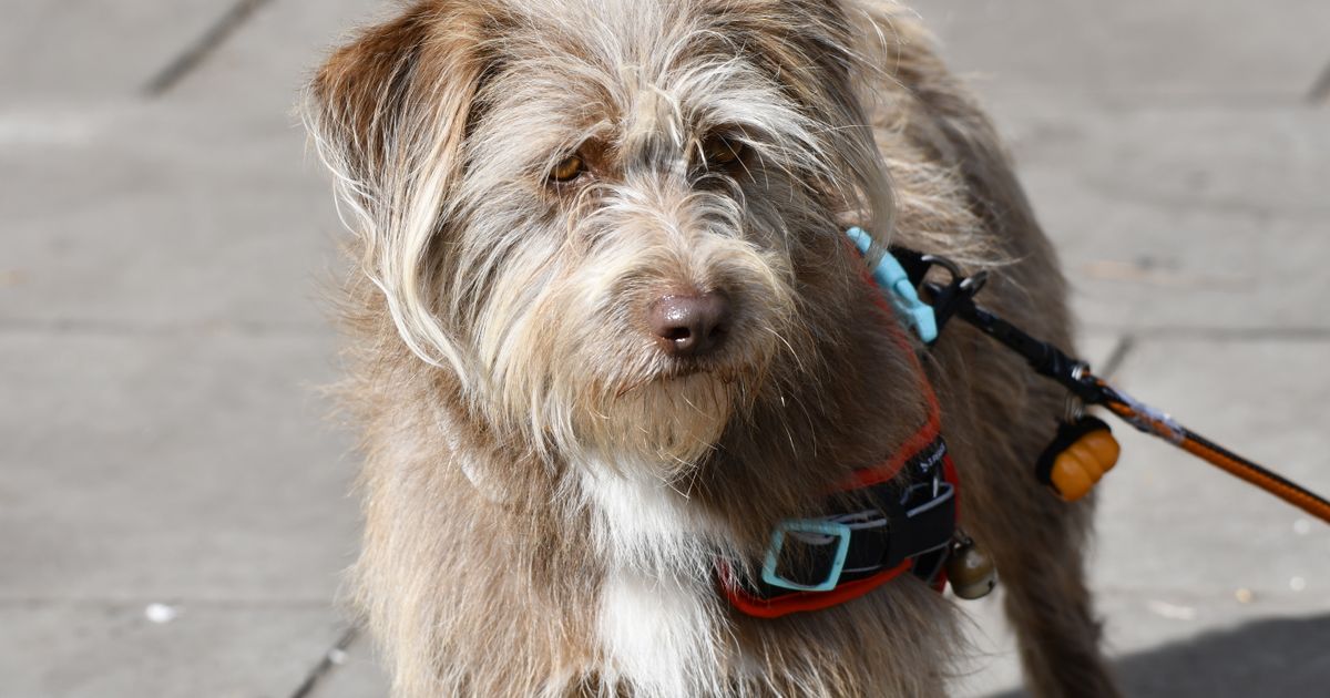 Mejores arneses antitirones para perros en 2026: comparativa real