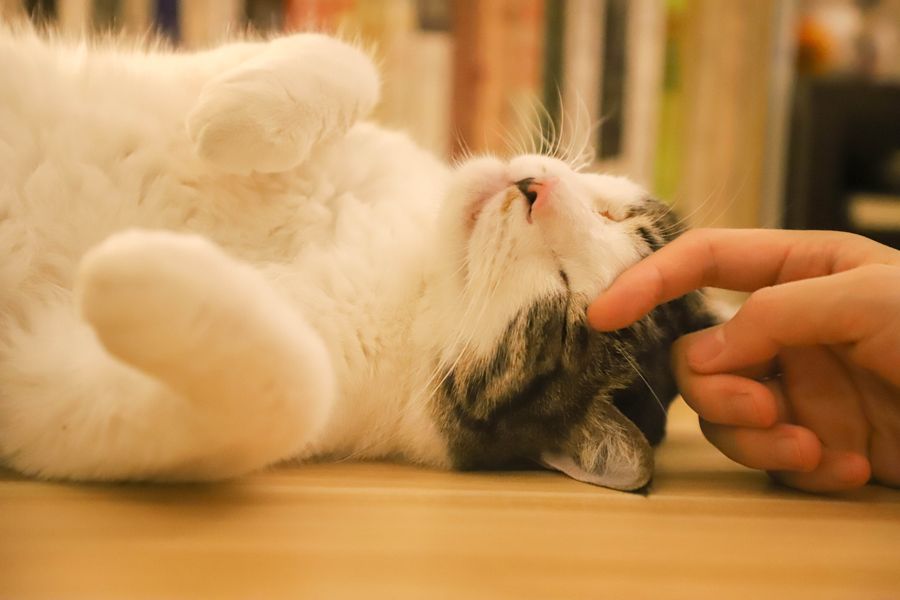 La personalidad del dueño moldea el carácter del gato
