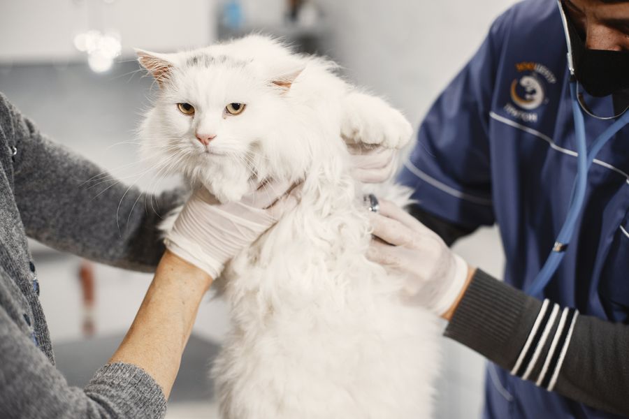 Platinosomosis felina: así diagnostican en Costa Rica este parásito hepático