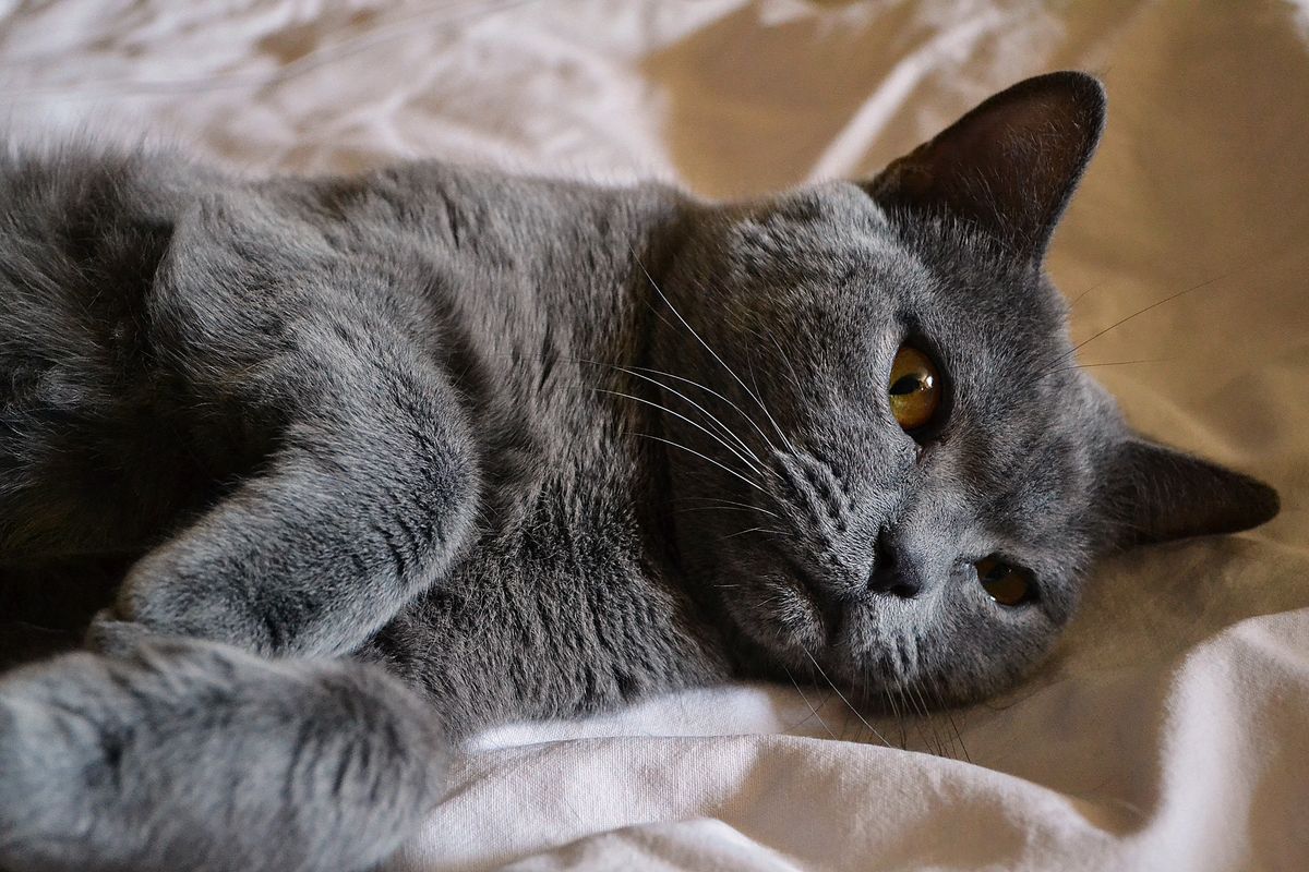 Por qué ronronea tu gato: la genética detrás del ronroneo