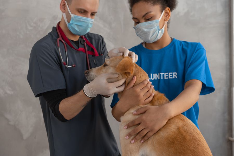 Solo el 6% protege a su perro o gato todo el año de pulgas