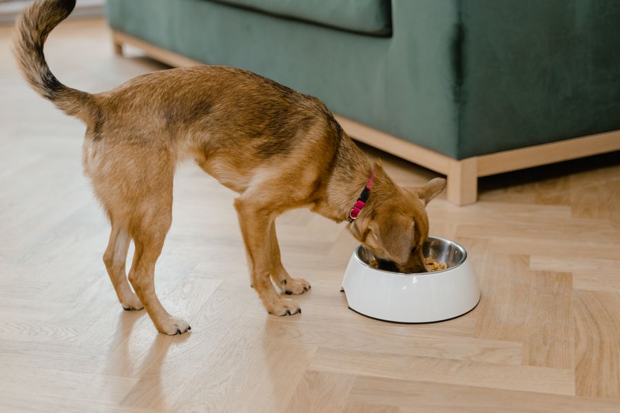 Perros y gatos prefieren el pienso con proteína microbiana