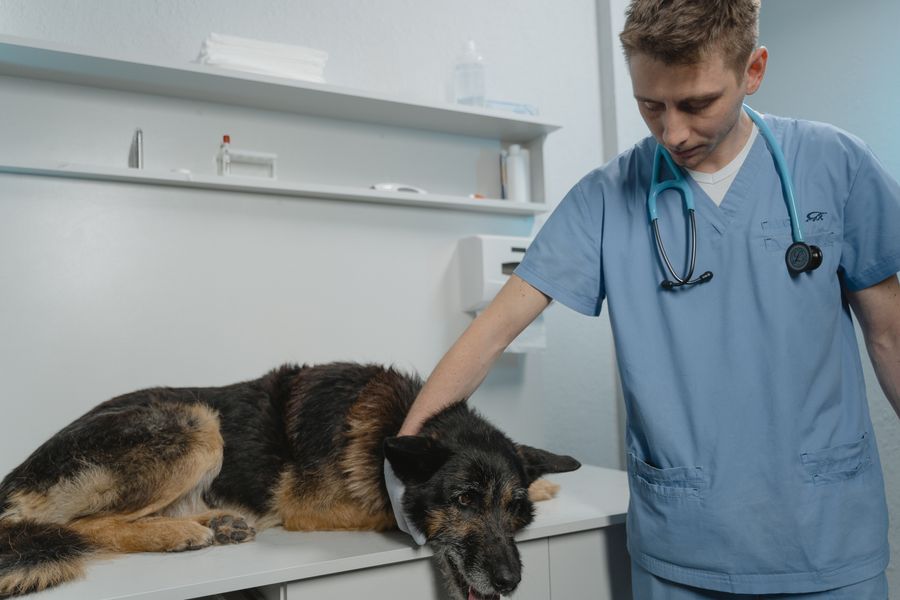 Por qué tu veterinario pedirá más pruebas antes de recetar