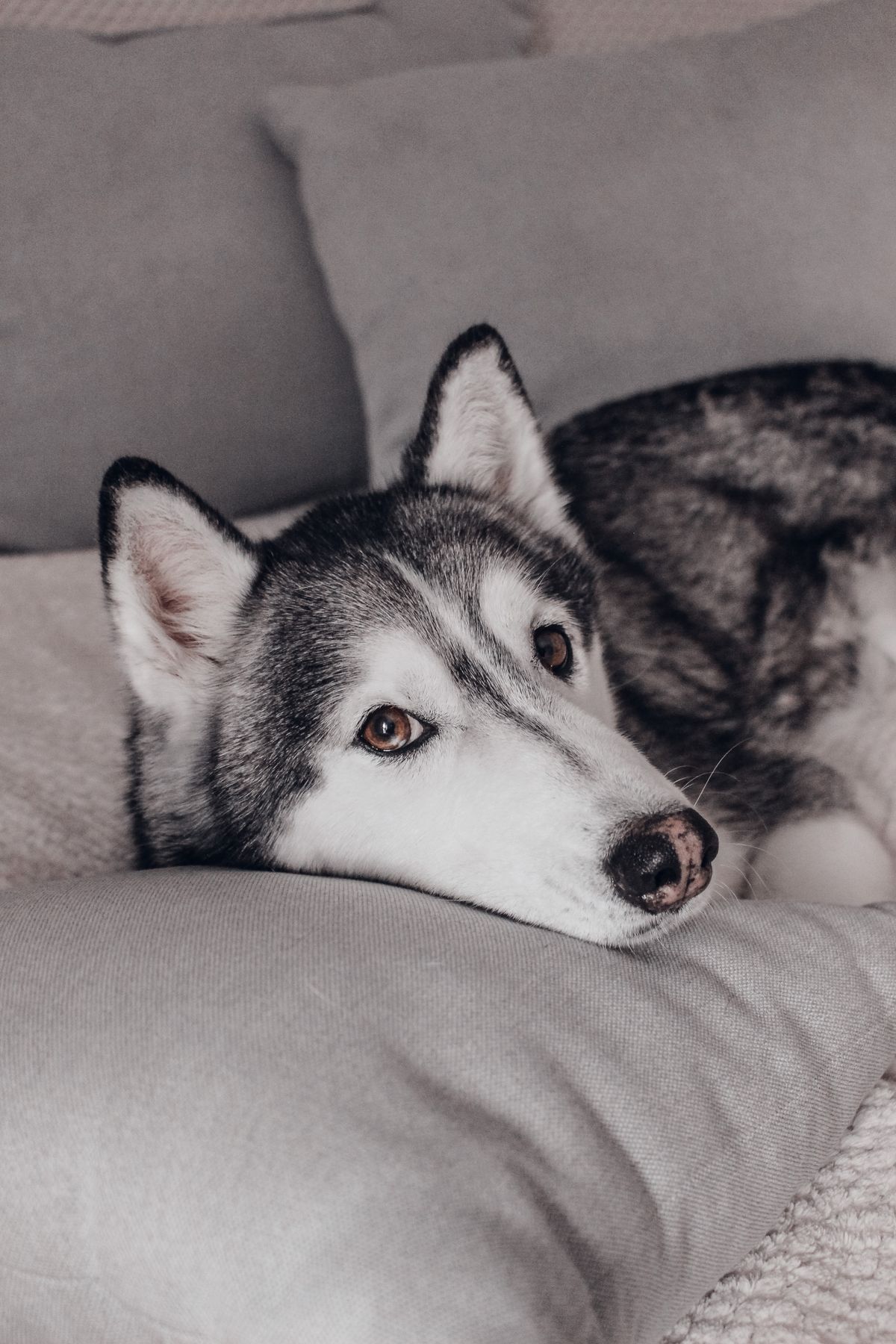 Sarcopenia en mascotas: perder músculo acorta la vida de tu perro o gato