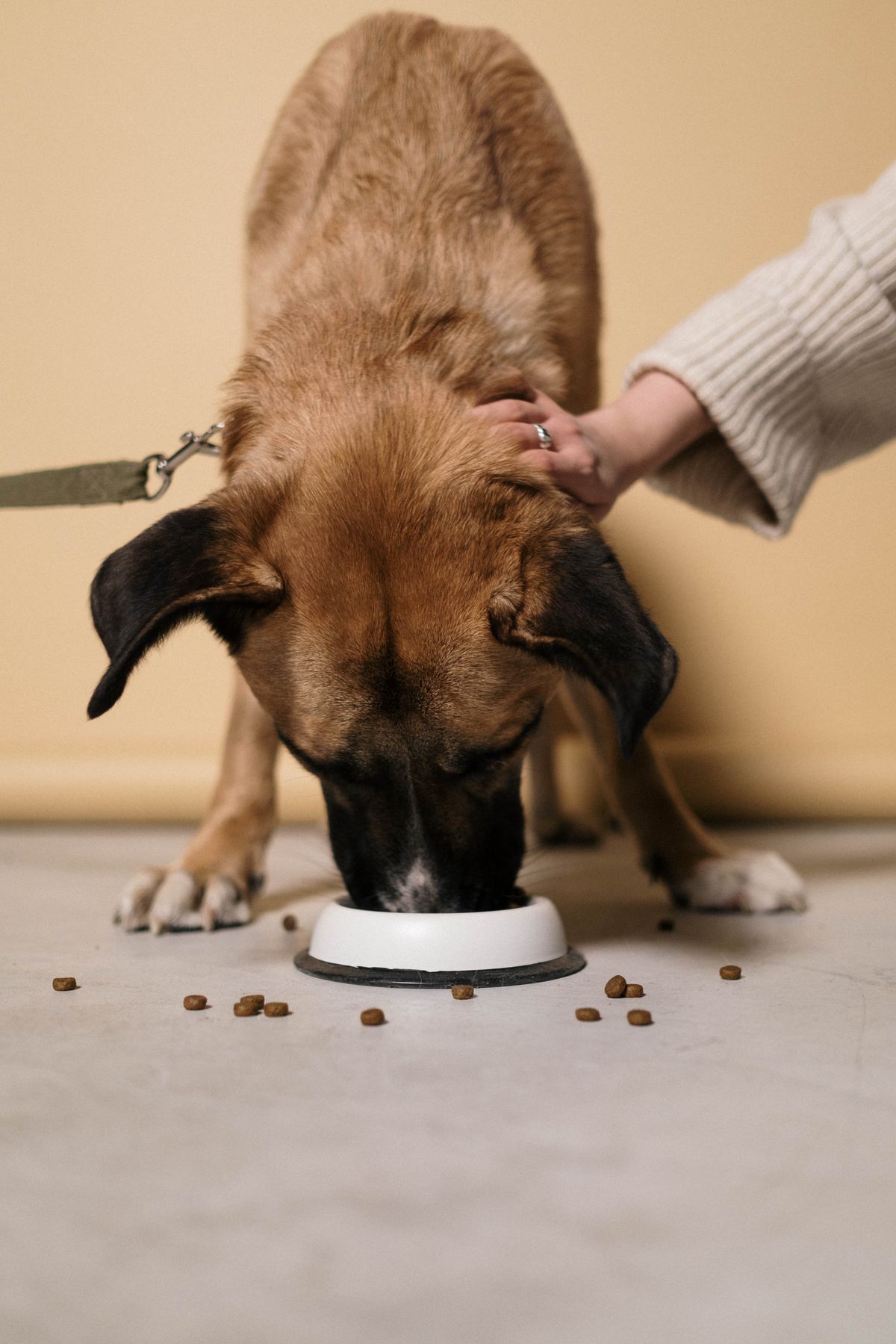 El sobrepeso en mascotas crece: cómo prevenirlo