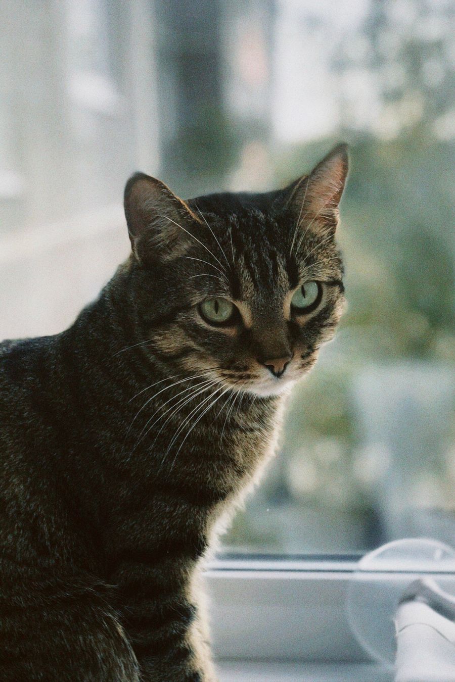 Gato de interior: la transición es más fácil de lo que crees