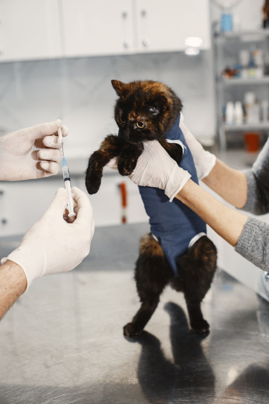 Solo el 16% de los dueños de gatos ve clave vacunarlos